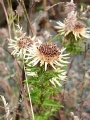 carlina vulgaris.jpg